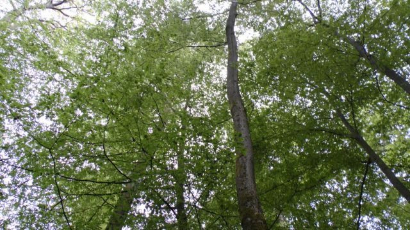 Wald-1cChristianLicha.1-640x360